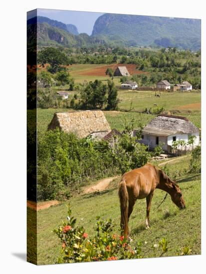 Horse Grazing on a Hillside in the Valle De Vinales, Pinar Del Rio Province, Cuba-Martin Child-Stretched Canvas