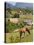 Horse Grazing on a Hillside in the Valle De Vinales, Pinar Del Rio Province, Cuba-Martin Child-Stretched Canvas