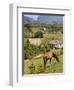 Horse Grazing on a Hillside in the Valle De Vinales, Pinar Del Rio Province, Cuba-Martin Child-Framed Photographic Print