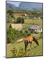 Horse Grazing on a Hillside in the Valle De Vinales, Pinar Del Rio Province, Cuba-Martin Child-Mounted Photographic Print