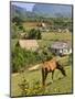 Horse Grazing on a Hillside in the Valle De Vinales, Pinar Del Rio Province, Cuba-Martin Child-Mounted Photographic Print