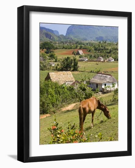 Horse Grazing on a Hillside in the Valle De Vinales, Pinar Del Rio Province, Cuba-Martin Child-Framed Photographic Print