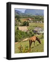 Horse Grazing on a Hillside in the Valle De Vinales, Pinar Del Rio Province, Cuba-Martin Child-Framed Photographic Print