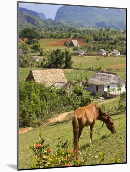 Horse Grazing on a Hillside in the Valle De Vinales, Pinar Del Rio Province, Cuba-Martin Child-Mounted Photographic Print