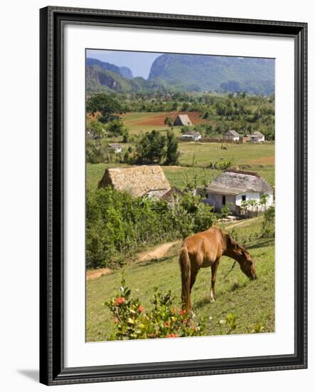 Horse Grazing on a Hillside in the Valle De Vinales, Pinar Del Rio Province, Cuba-Martin Child-Framed Photographic Print