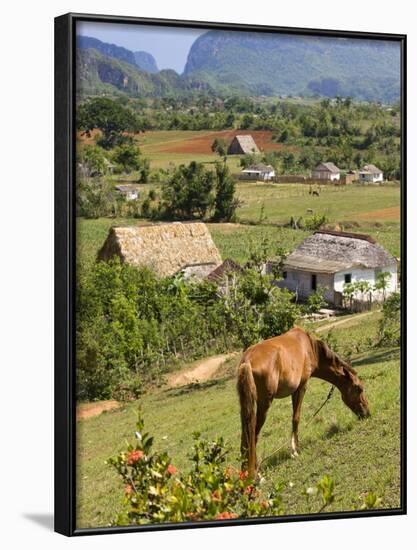 Horse Grazing on a Hillside in the Valle De Vinales, Pinar Del Rio Province, Cuba-Martin Child-Framed Photographic Print