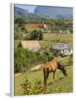 Horse Grazing on a Hillside in the Valle De Vinales, Pinar Del Rio Province, Cuba-Martin Child-Framed Photographic Print