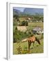 Horse Grazing on a Hillside in the Valle De Vinales, Pinar Del Rio Province, Cuba-Martin Child-Framed Photographic Print