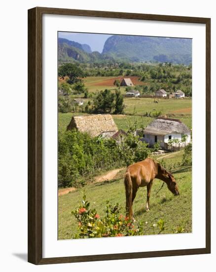 Horse Grazing on a Hillside in the Valle De Vinales, Pinar Del Rio Province, Cuba-Martin Child-Framed Photographic Print