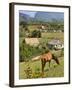 Horse Grazing on a Hillside in the Valle De Vinales, Pinar Del Rio Province, Cuba-Martin Child-Framed Photographic Print