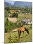 Horse Grazing on a Hillside in the Valle De Vinales, Pinar Del Rio Province, Cuba-Martin Child-Mounted Photographic Print