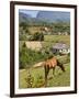 Horse Grazing on a Hillside in the Valle De Vinales, Pinar Del Rio Province, Cuba-Martin Child-Framed Photographic Print