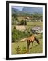 Horse Grazing on a Hillside in the Valle De Vinales, Pinar Del Rio Province, Cuba-Martin Child-Framed Photographic Print