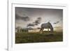 Horse grazing on the shores of Hovsgol Lake at sunset, Hovsgol province, Mongolia, Central Asia, As-Francesco Vaninetti-Framed Photographic Print