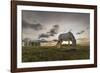 Horse grazing on the shores of Hovsgol Lake at sunset, Hovsgol province, Mongolia, Central Asia, As-Francesco Vaninetti-Framed Photographic Print