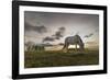 Horse grazing on the shores of Hovsgol Lake at sunset, Hovsgol province, Mongolia, Central Asia, As-Francesco Vaninetti-Framed Photographic Print