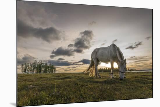 Horse grazing on the shores of Hovsgol Lake at sunset, Hovsgol province, Mongolia, Central Asia, As-Francesco Vaninetti-Mounted Photographic Print