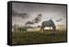 Horse grazing on the shores of Hovsgol Lake at sunset, Hovsgol province, Mongolia, Central Asia, As-Francesco Vaninetti-Framed Stretched Canvas