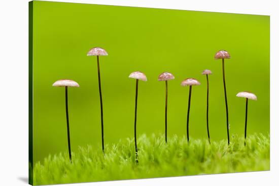 Horse Hair Parachute Mushrooms (Marasmius Androsacaceus) Belarus, June 2009-Máté-Stretched Canvas