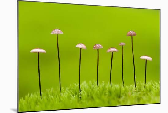 Horse Hair Parachute Mushrooms (Marasmius Androsacaceus) Belarus, June 2009-Máté-Mounted Photographic Print