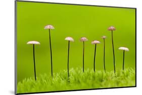 Horse Hair Parachute Mushrooms (Marasmius Androsacaceus) Belarus, June 2009-Máté-Mounted Photographic Print