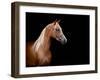 Horse Head Isolated On Black Background-Alexia Khruscheva-Framed Art Print