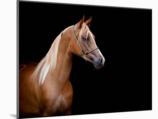 Horse Head Isolated On Black Background-Alexia Khruscheva-Mounted Art Print