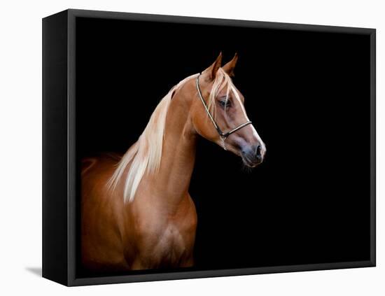 Horse Head Isolated On Black Background-Alexia Khruscheva-Framed Stretched Canvas