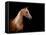 Horse Head Isolated On Black Background-Alexia Khruscheva-Framed Stretched Canvas