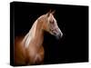 Horse Head Isolated On Black Background-Alexia Khruscheva-Stretched Canvas