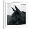 Horse Head-Pete Kelly-Framed Giclee Print