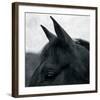 Horse Head-Pete Kelly-Framed Giclee Print