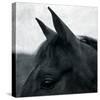 Horse Head-Pete Kelly-Stretched Canvas
