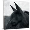 Horse Head-Pete Kelly-Stretched Canvas