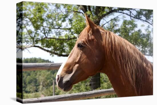 Horse Head-ppart-Stretched Canvas