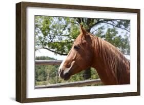 Horse Head-ppart-Framed Photographic Print