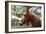 Horse Head-ppart-Framed Photographic Print