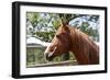 Horse Head-ppart-Framed Photographic Print