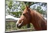 Horse Head-ppart-Mounted Photographic Print