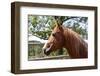 Horse Head-ppart-Framed Photographic Print