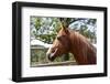 Horse Head-ppart-Framed Photographic Print