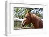 Horse Head-ppart-Framed Photographic Print