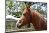 Horse Head-ppart-Mounted Photographic Print