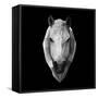 Horse Head-Lisa Kroll-Framed Stretched Canvas