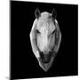 Horse Head-Lisa Kroll-Mounted Art Print