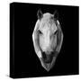 Horse Head-Lisa Kroll-Stretched Canvas