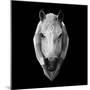 Horse Head-Lisa Kroll-Mounted Art Print