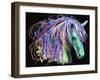 Horse Head-Stephanie Analah-Framed Giclee Print