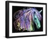 Horse Head-Stephanie Analah-Framed Giclee Print