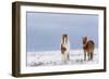 Horse, Icelandic Pony, two adults, standing on snow-Terry Whittaker-Framed Photographic Print